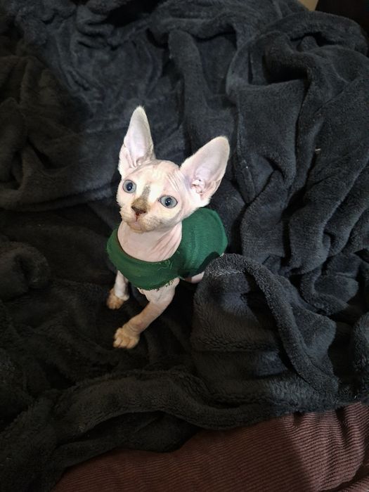 Femela Sphinx/ Sphynx Harequin