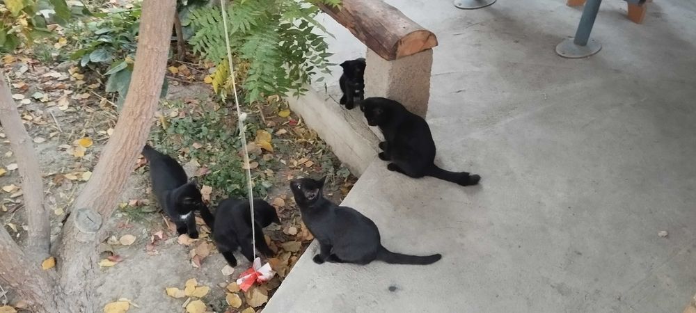 Котята в хорошие руки