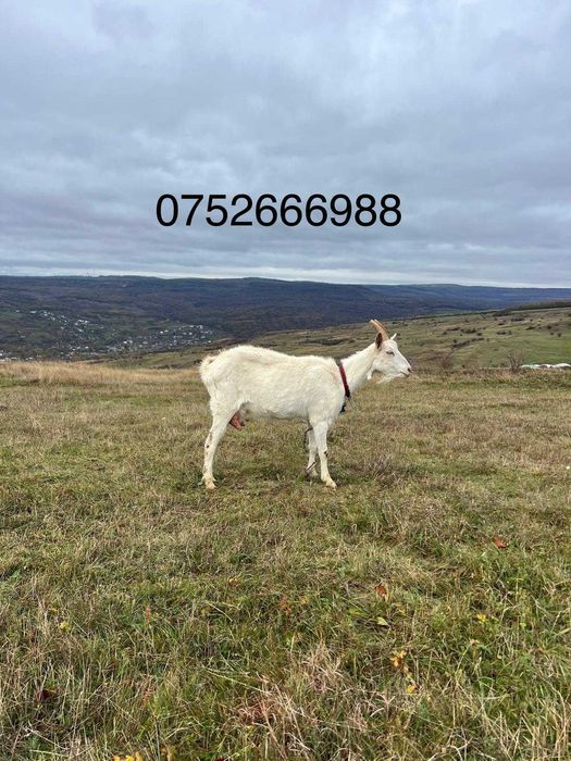 Vânzare capre Pistru Farm