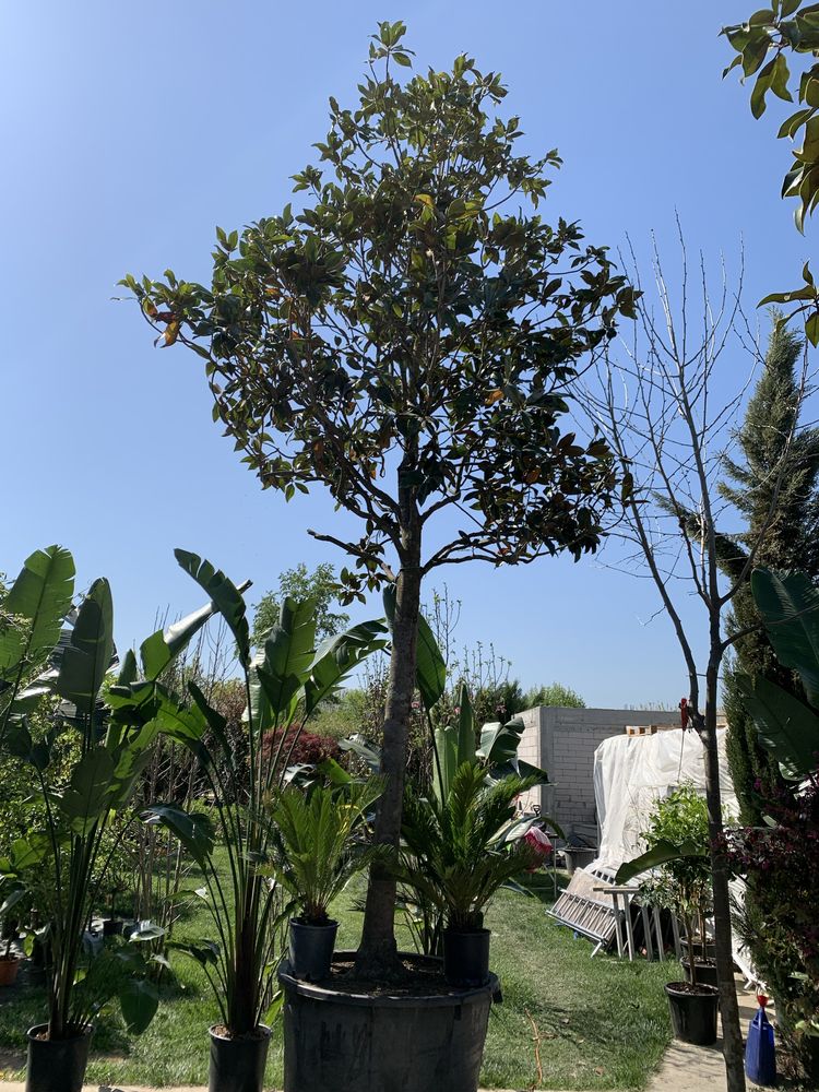 Magnolia Grandiflora intre 3 m si 7.20 m