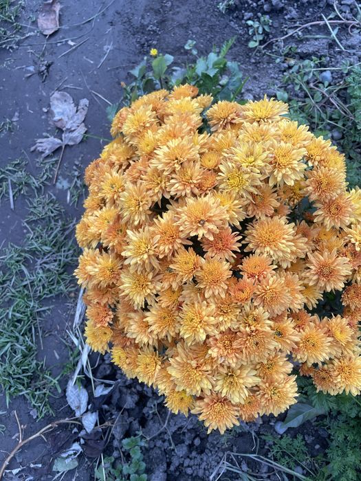 Хризантемв.Глобус ,Креики ,Розы,Комнатные