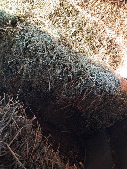 Vând baloti de lucerna