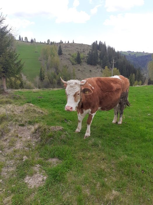 Vaci de vânzare de abator