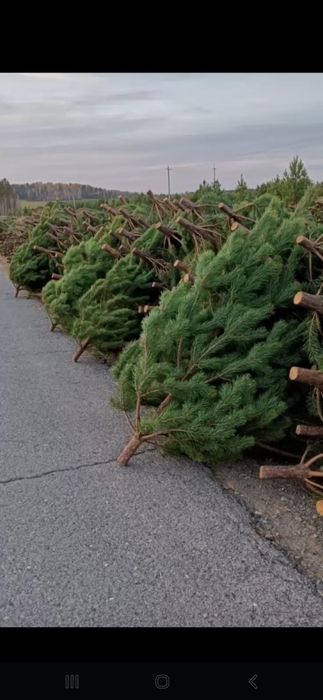 Живые новогодние Ёлки Ели