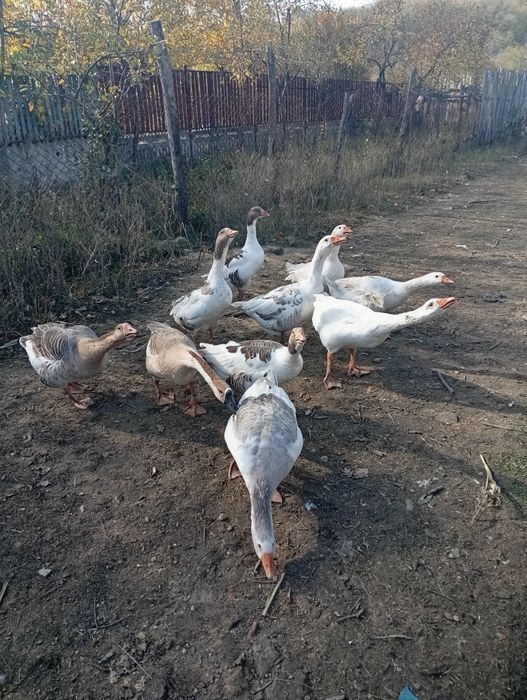 Vând curci și gâște