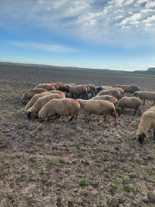 Oi peoducatoare de lapte