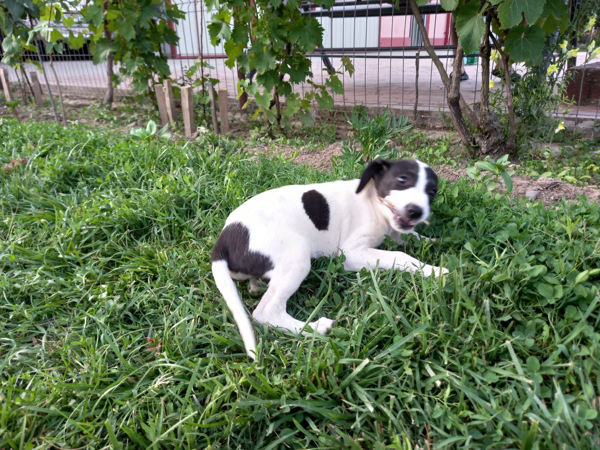 Ofer spre adopție !!!