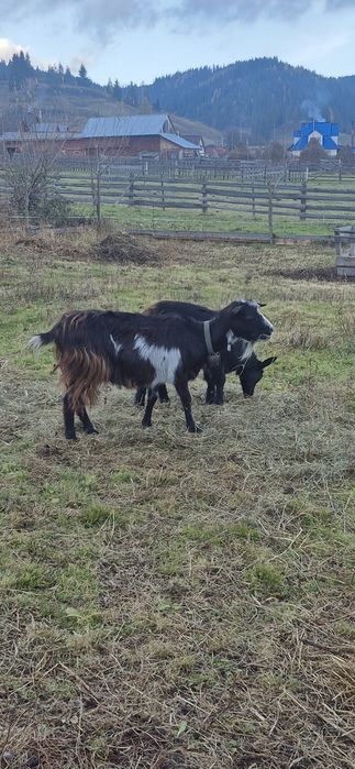 Vând capră, ieduță și țap