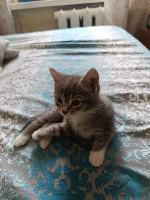Бесплатный котёнок в добрые руки