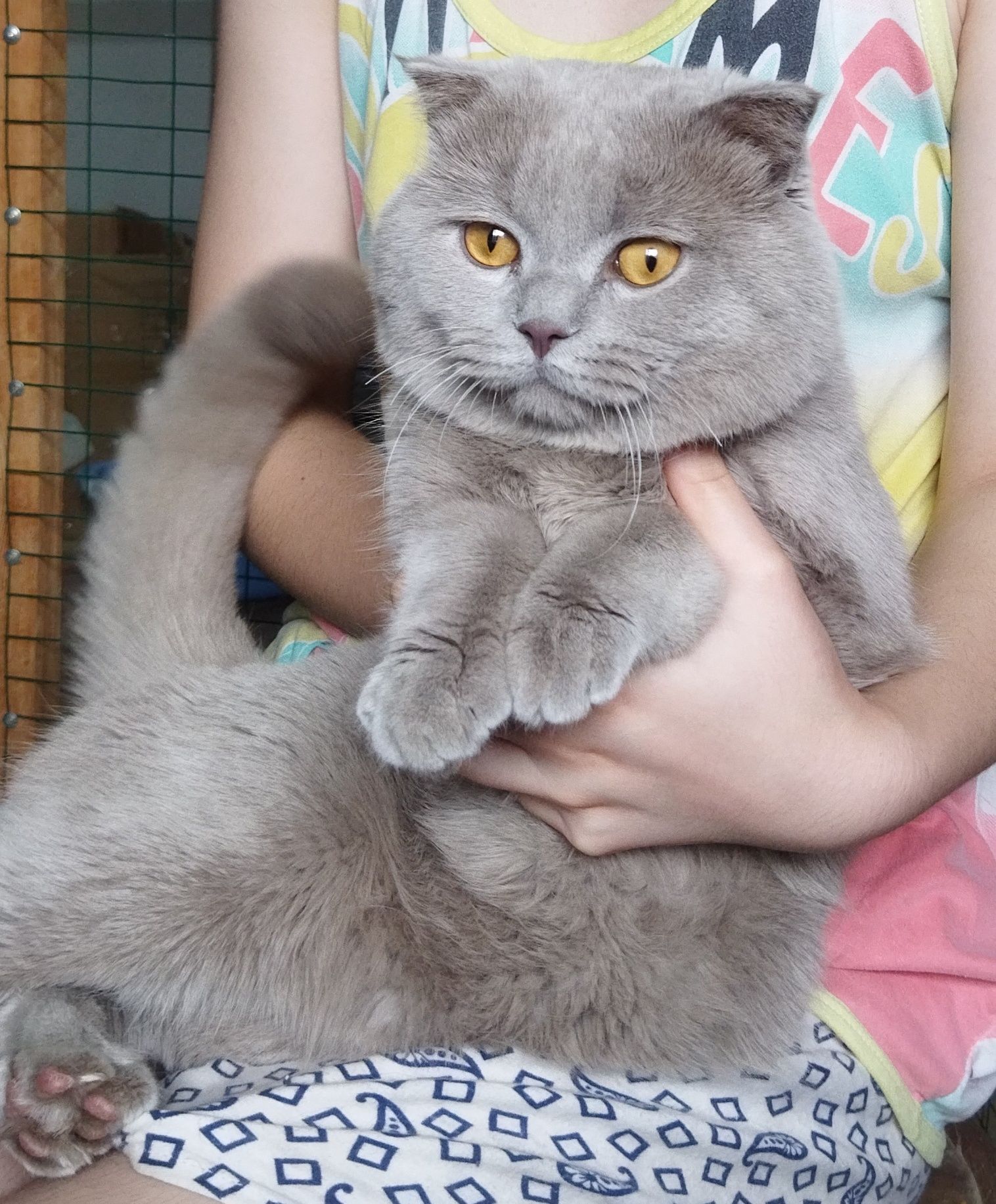Вязка для кошек.