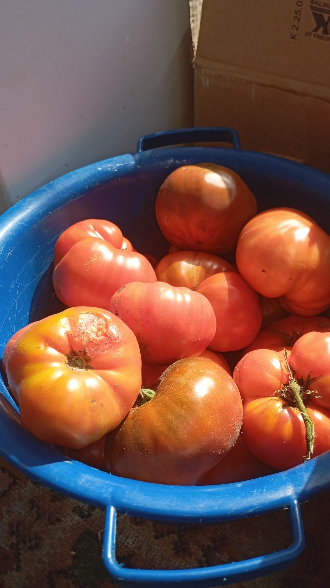 Продам помидоры,разных сортов