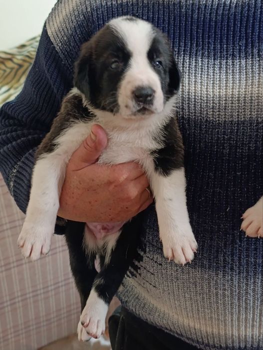 Продаются щенки азиатского Алабая