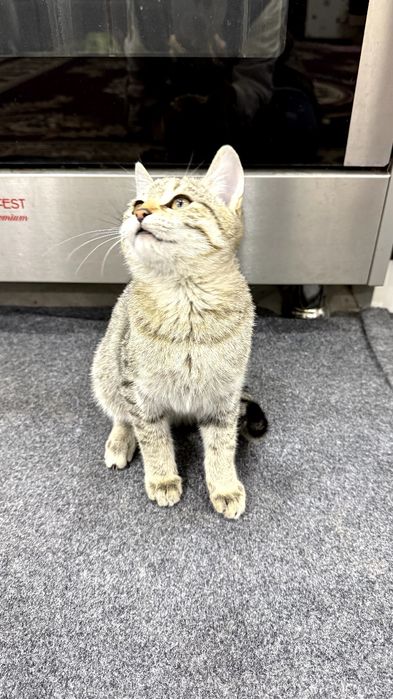 Котенок.  Мушукча