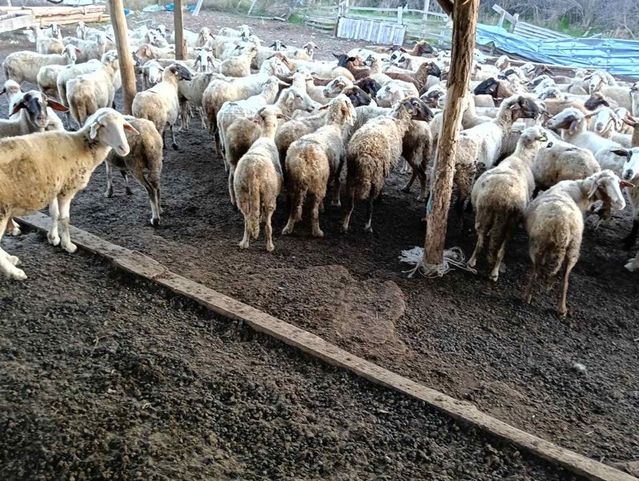 Продавам 110 овце