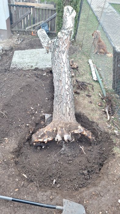 Vand Trunchi de mesteacan cu scop decorativ