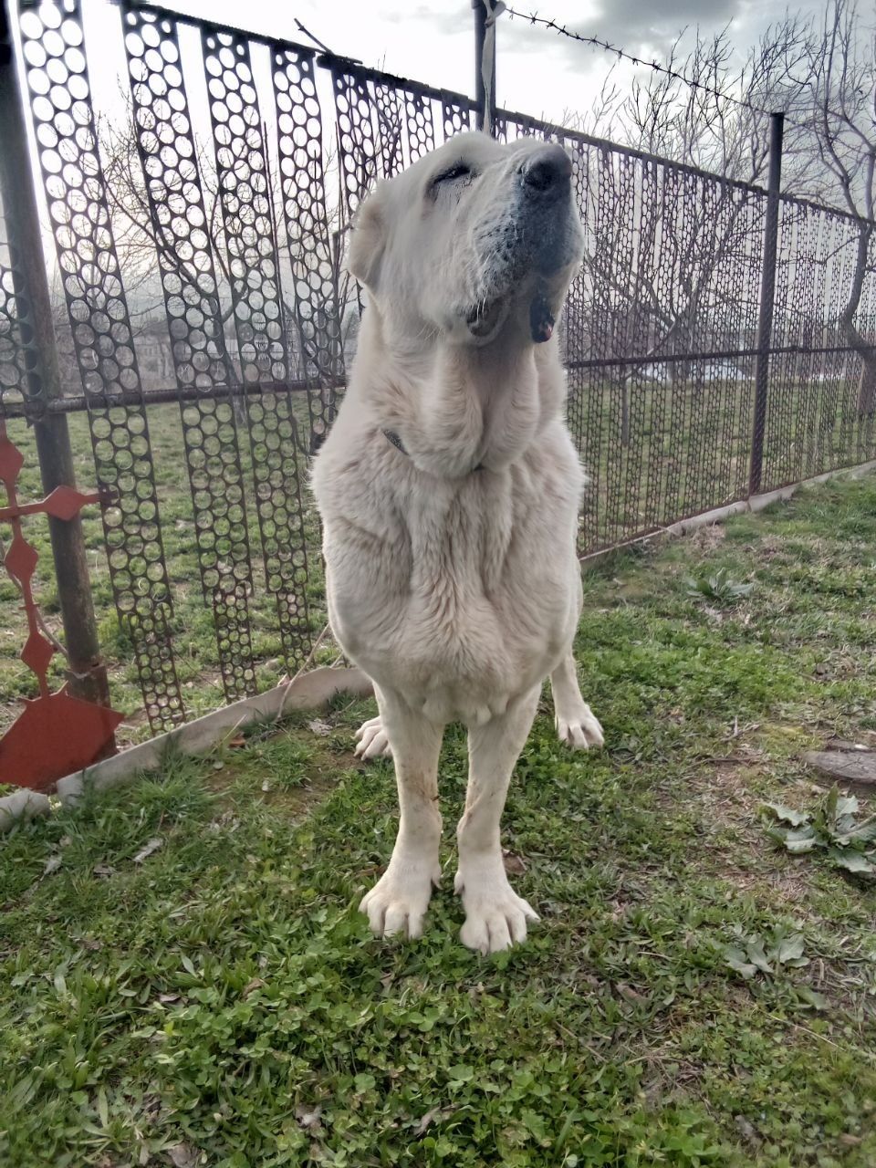 Алабай сотилади.