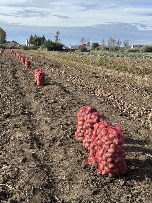 Cartofi de consu rosu 60+