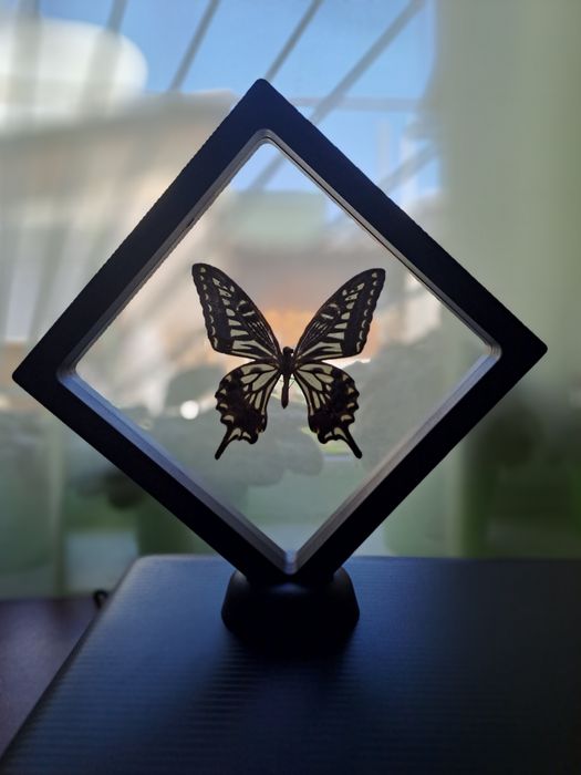 Настоящая бабочка в рамке