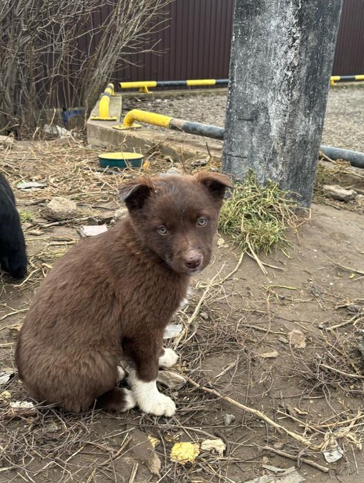 Отдаем щеночков в добрые руки
