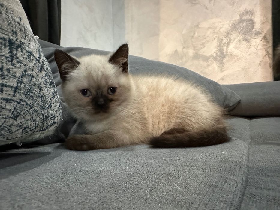 Британски котета