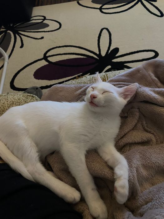 Ofer spre adoptie motanel full white