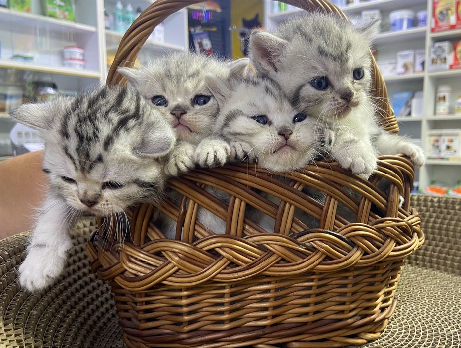 Котята британцы!