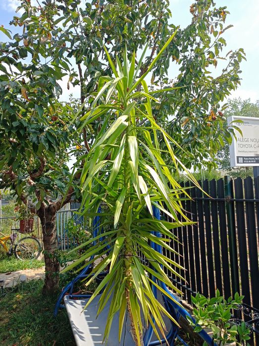 Plantă ornamentală Yuka.