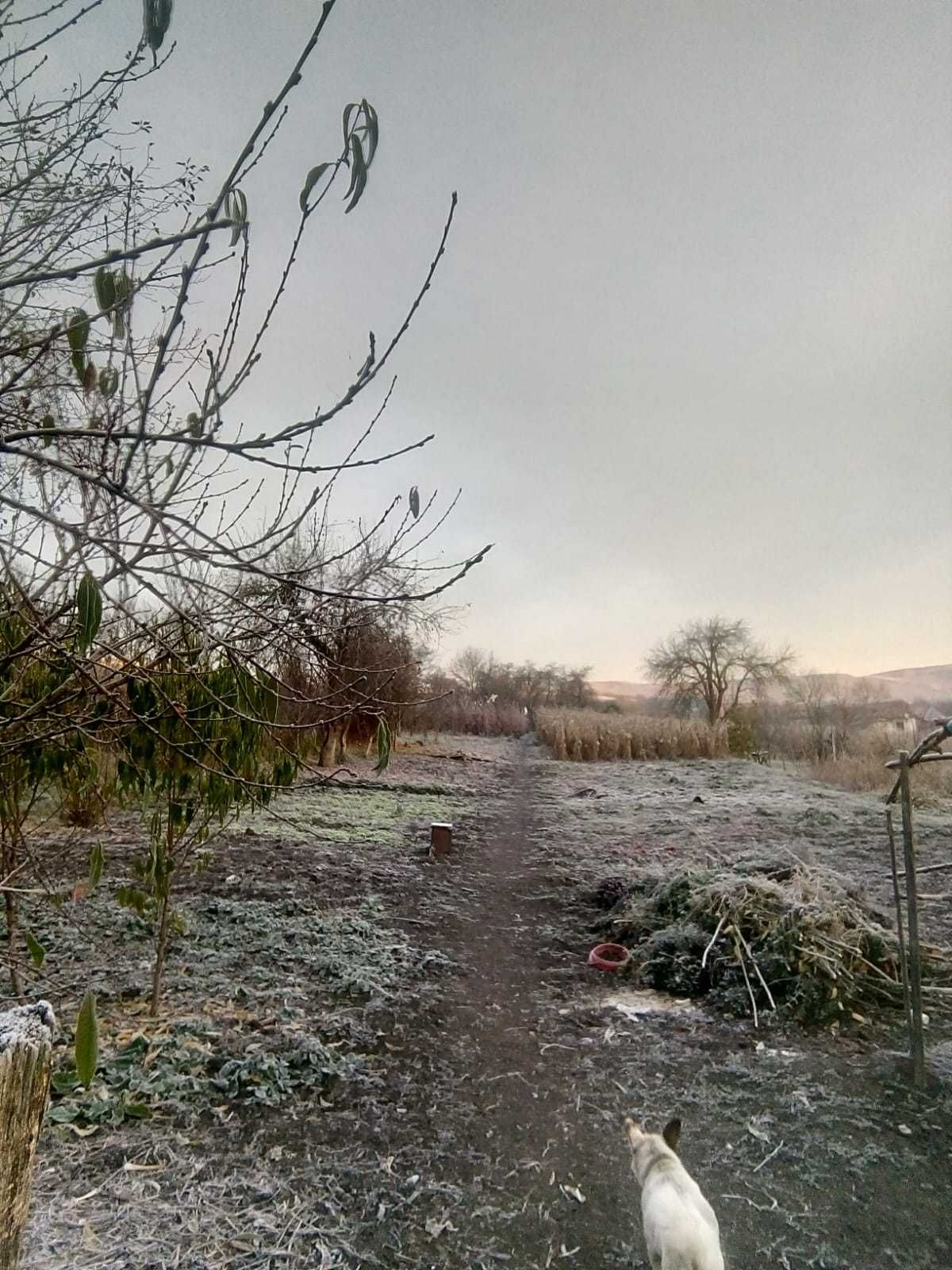 Casa cu 3 camere, curte si gradina in Bahnea jud. Mures