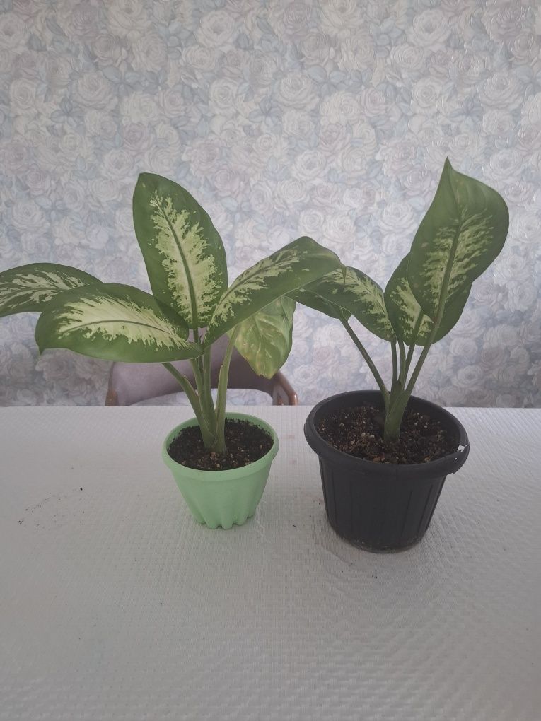 Продам диффенбахия