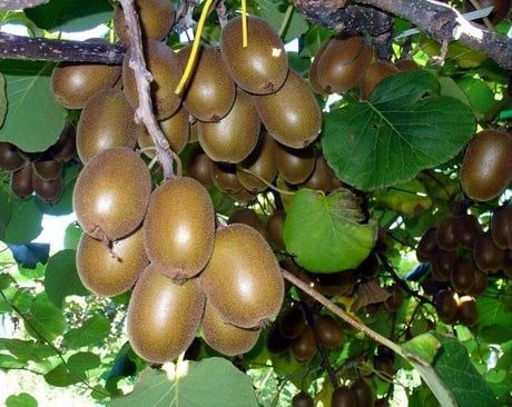 Pomi Fructiferi Exotici  KIWI