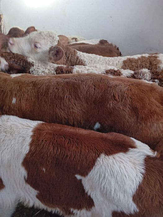 Taurasi și vitele baltati semiintarcati