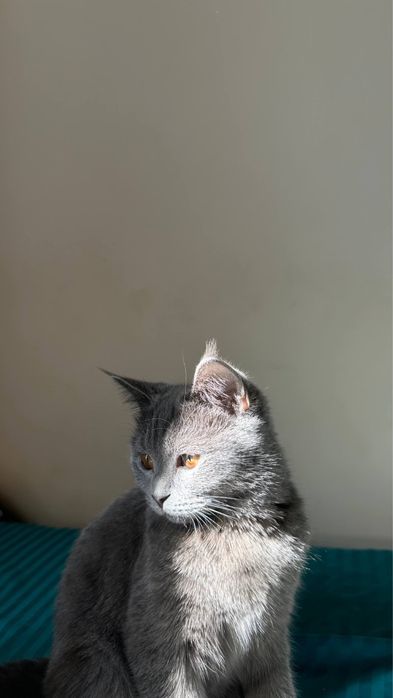 британская короткошерстная