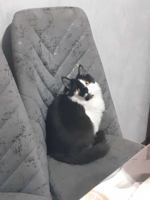 Котенок домашний , 4 месяца