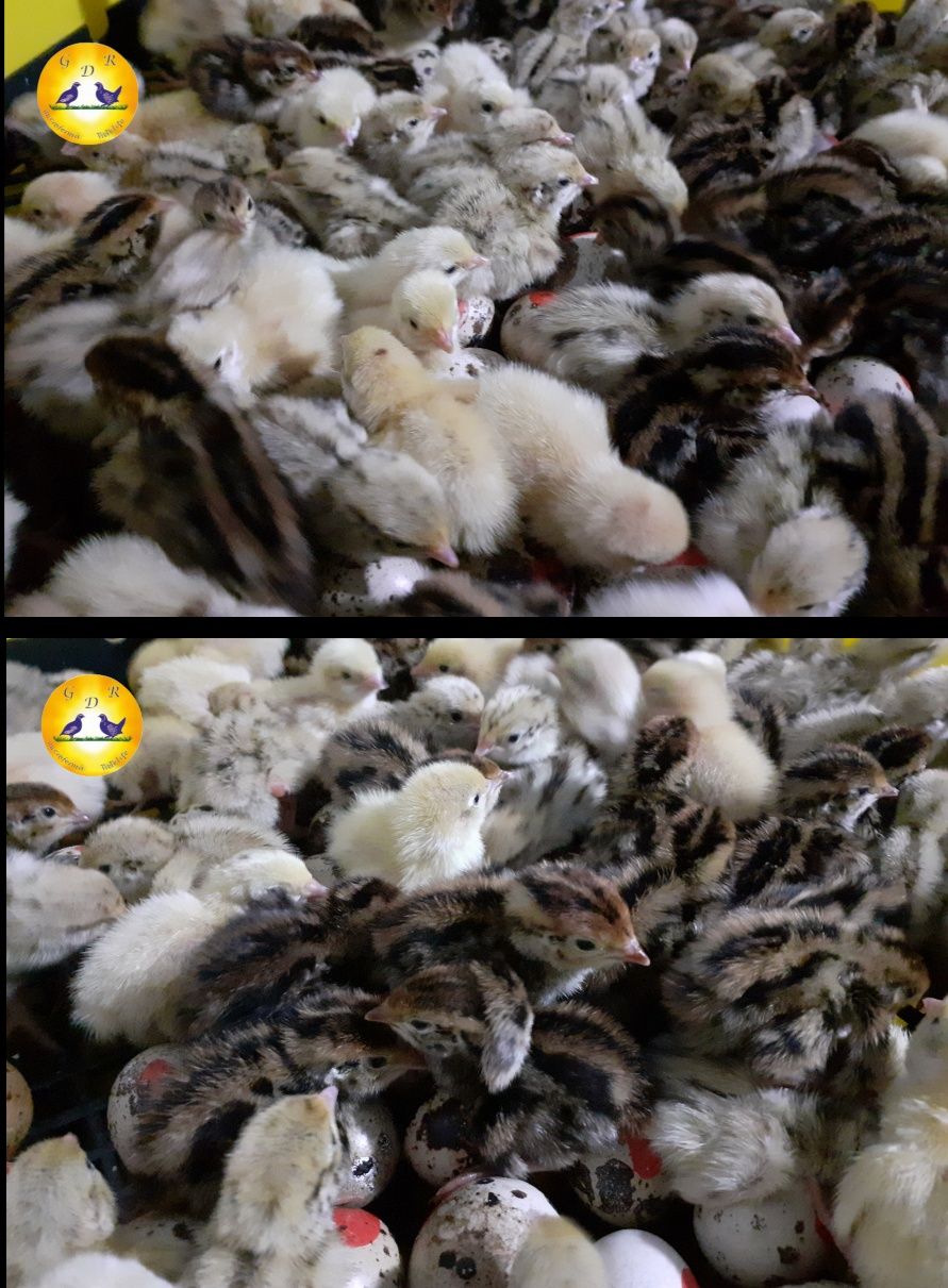 Prepelițe si oua incubat / consum bio