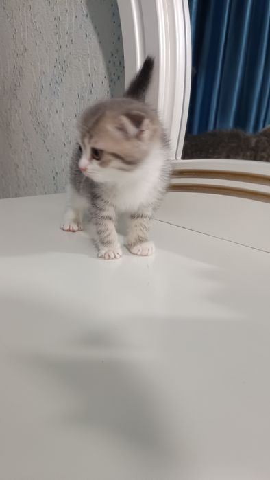 Продаётся котёнок скотиш фолд девочка