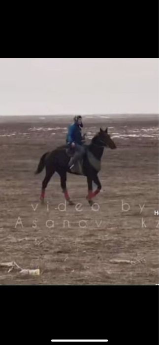 Семеный қойшы керек.Айлығы 250мың теңге Шу