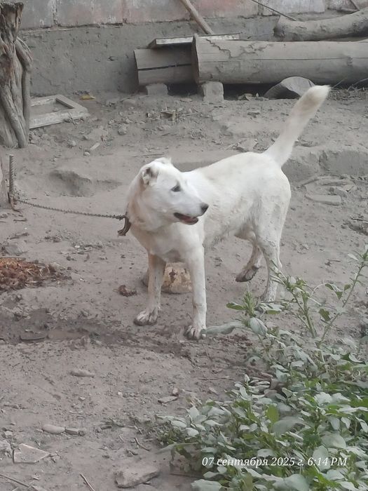 Чупони кучук ургочи