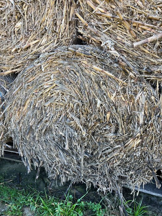 Vând baloți de tulei