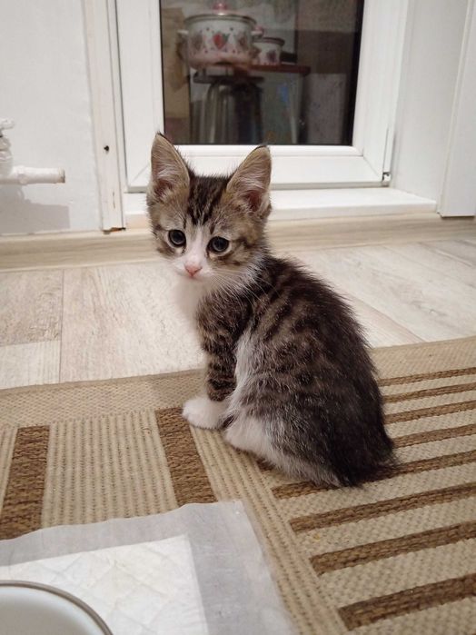 Котенок мальчик ищет дом.