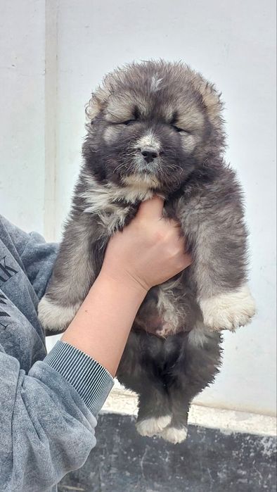 Кавказкая овчарка