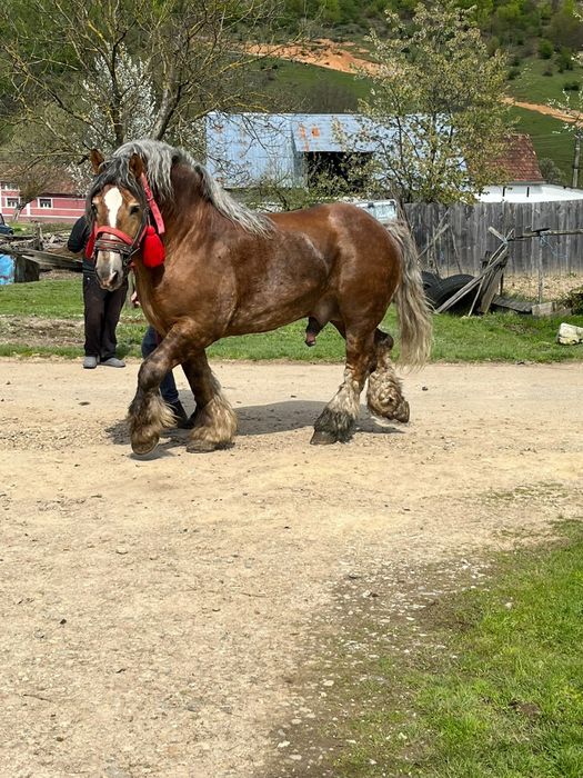 Mânz șarg de 1an și 4 luni