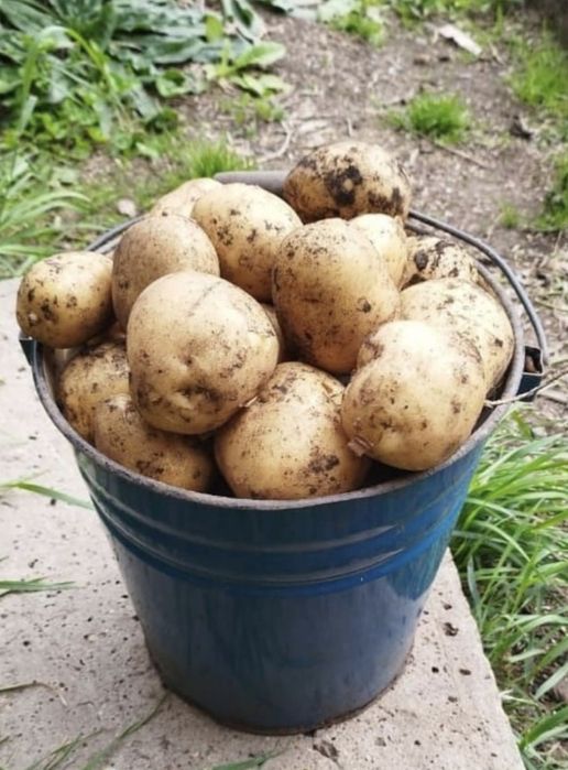 Продам Картофель