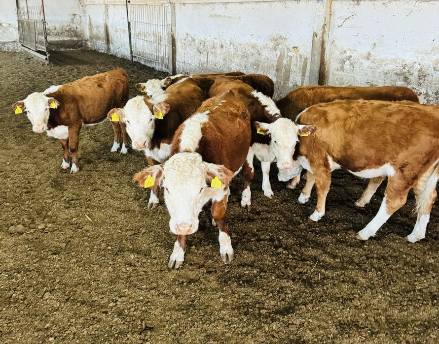 Отбити телета от 170/240 кг