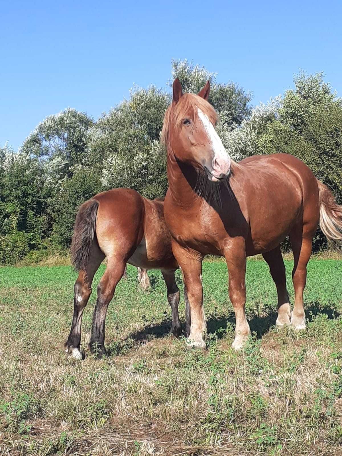 Vand Iapa gestanta cu acte