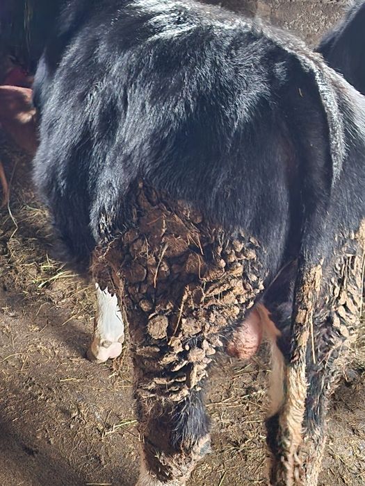 Vand 2 tauri si o vitea