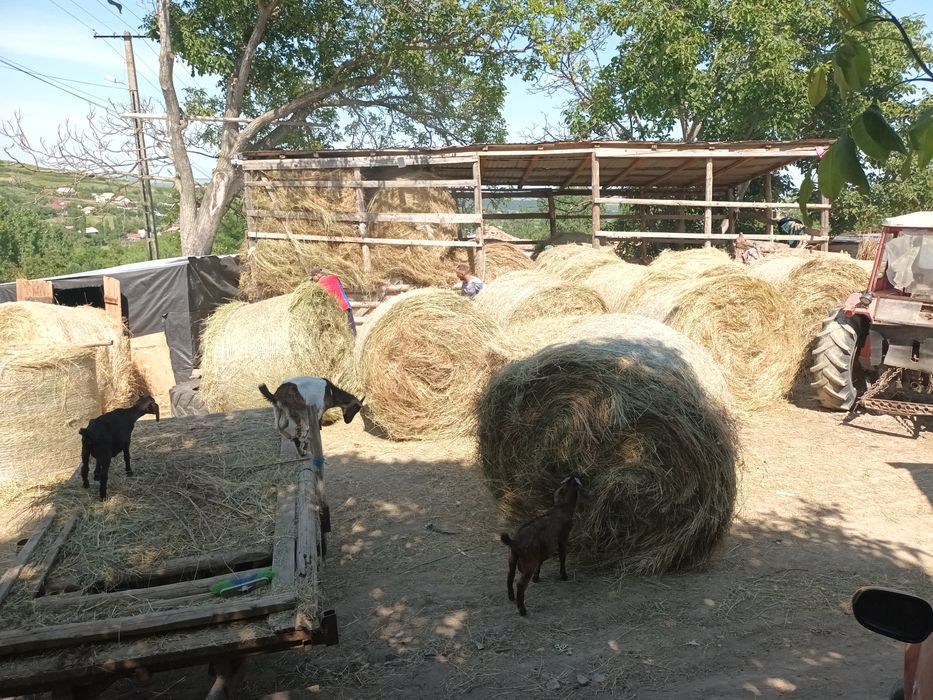 Baloti rotunzi de fan de foarte bună calitate