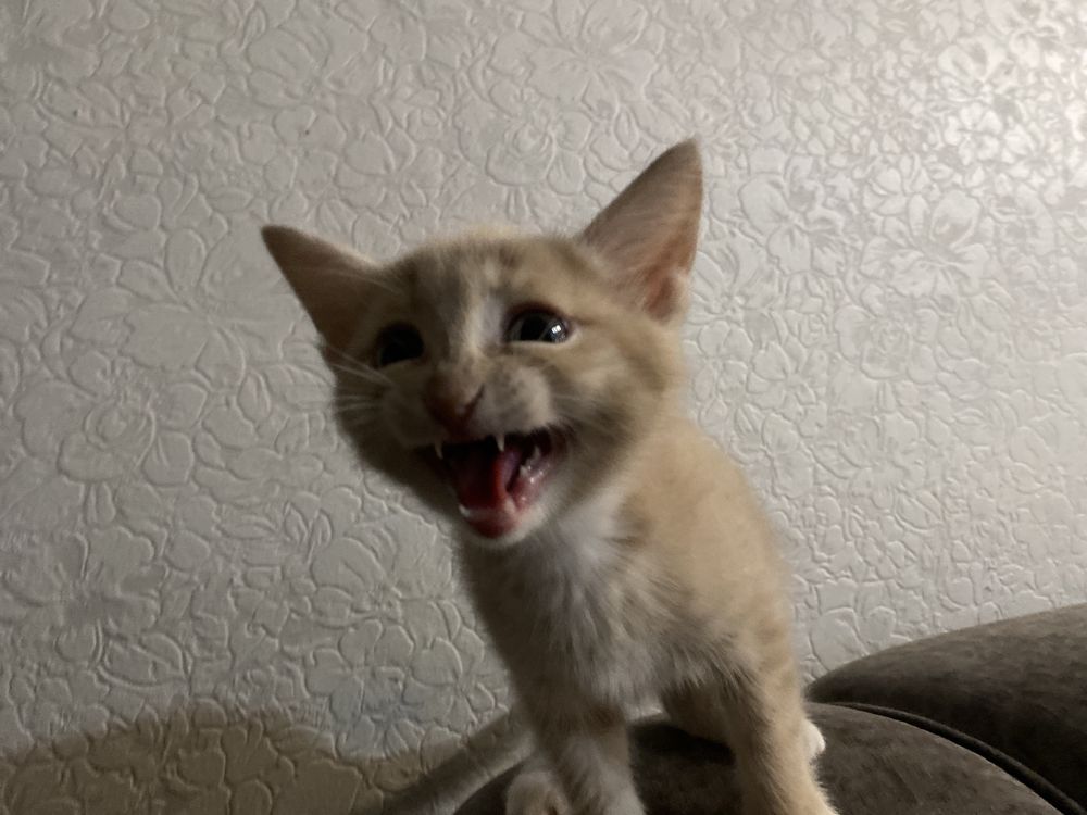 Котенок 2 месяца