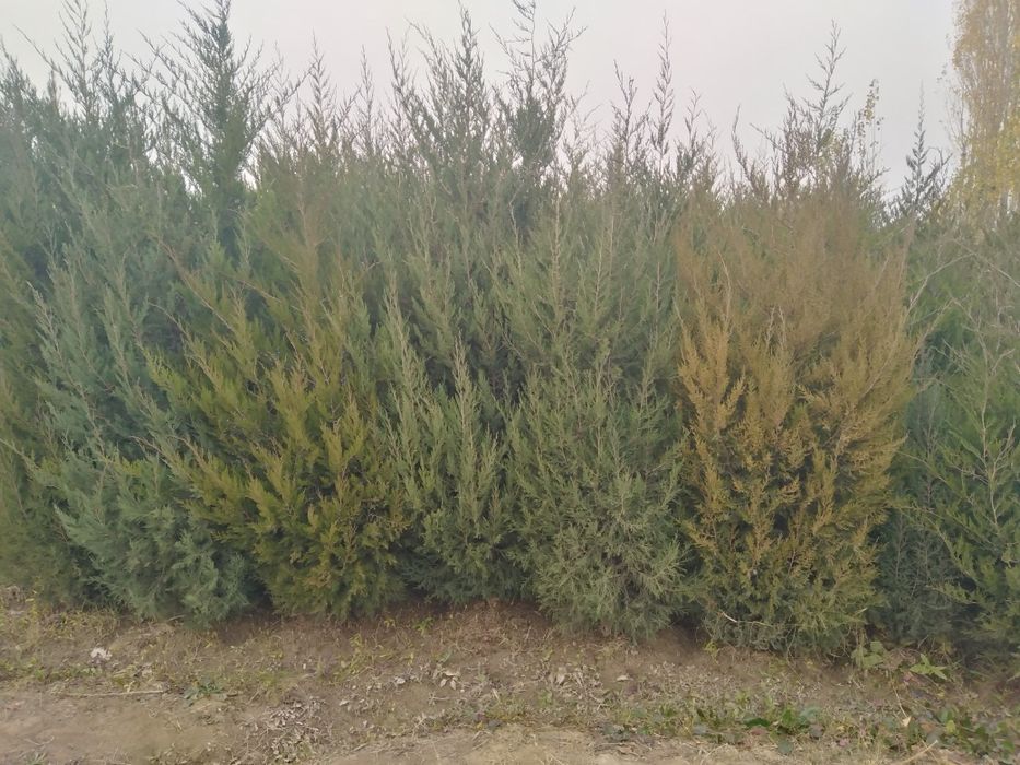 Декоратив кучатлар яшмл макон учун