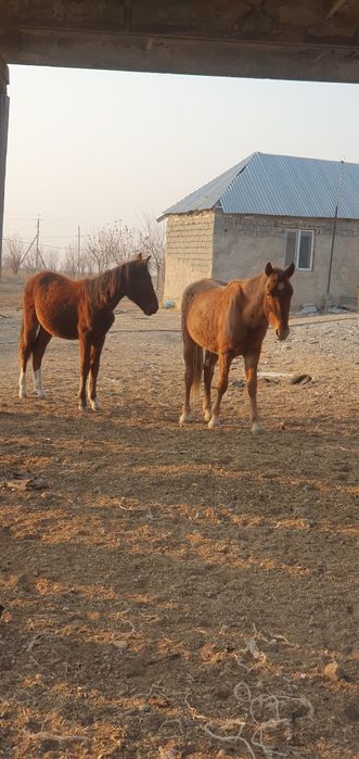 1.5 жасар 2 бас сатылады