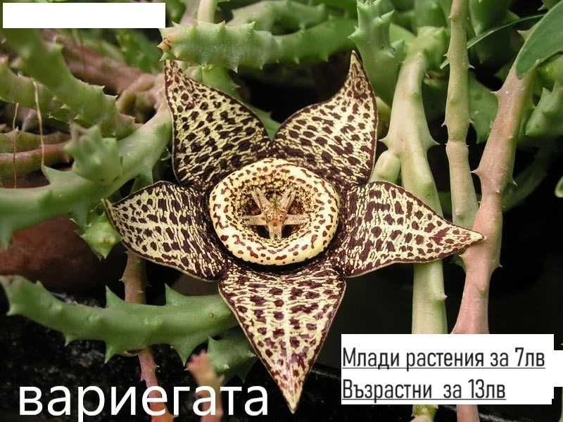 Стапелия - Налични 3 вида